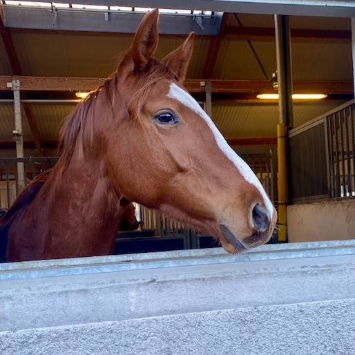 Royalist